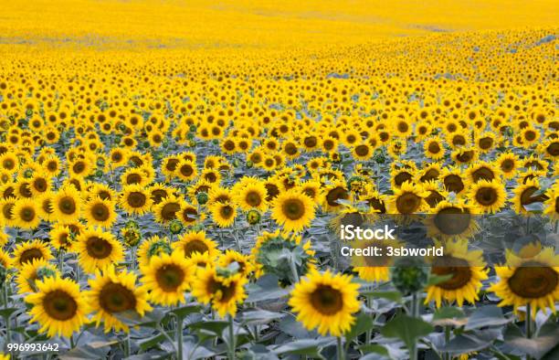 Field With Plenty Of Blossoming Sunflowers Stock Photo - Download Image Now - Abundance, Agricultural Field, Flower