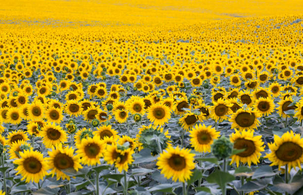 pole z dużą ilością kwitnących słoneczników - dostatek zdjęcia i obrazy z banku zdjęć
