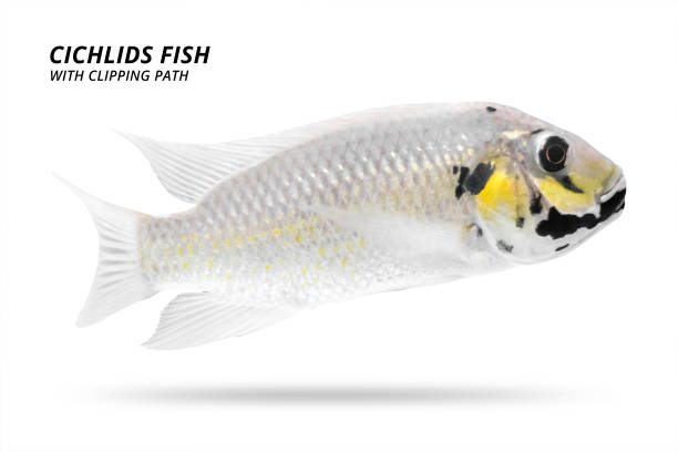 Cichlids fish isolated on white background. White color and stripe. ( Clipping path ) Cichlids fish isolated on white background. White color and stripe. ( Clipping path ) zebra cichlid stock pictures, royalty-free photos & images