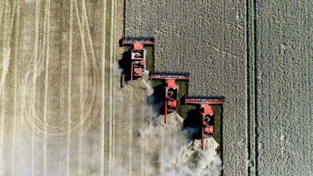 Combine machines harvesting field