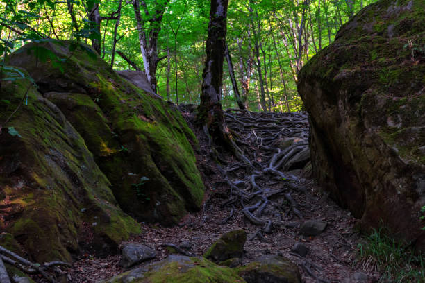 istock Stones and roots in summer forest 996995752