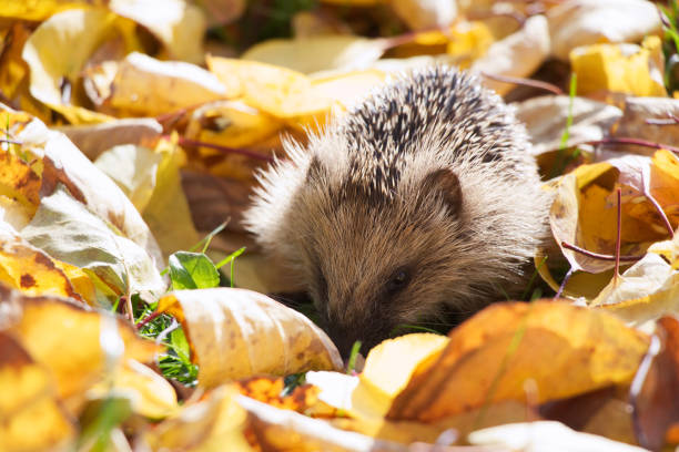istock little hedgehog in fallen leaves looking for food, 996998382