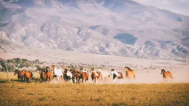 Horses running on a ranch in the desert of Utah, USA.