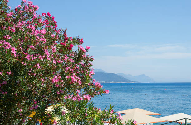 istock Oleander  flowers in Kemer 997000514