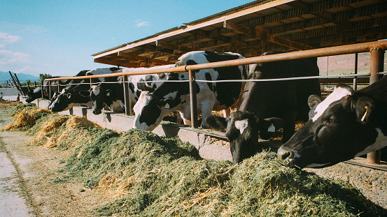 A herd of dairy cows eating at a dairy farm in rural Utah, USA.