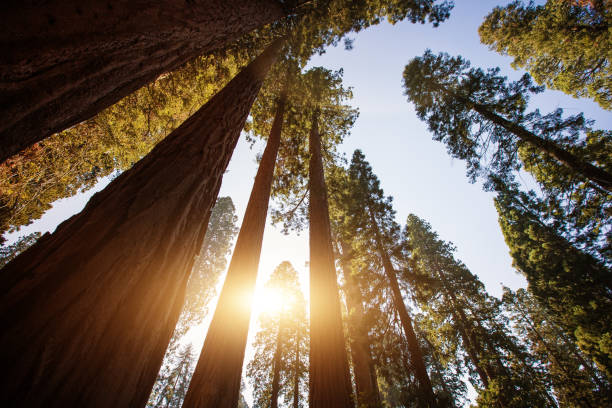 istock Sequoia National park, California 997004710