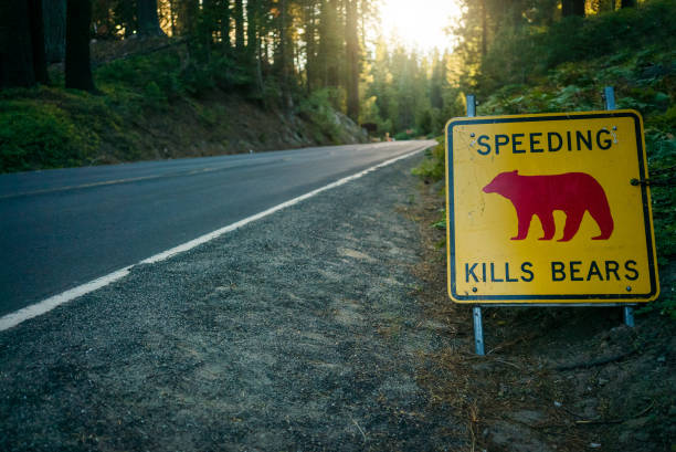 istock Danger bears: driving in Yosemite National park 997004886