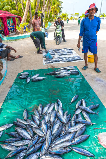 Fish market in Maldives Bunch of freshly caught tuna fishes at the Mafushi port, some local men standing around and negotiation for the price of the catch. maldives fish market photos stock pictures, royalty-free photos & images
