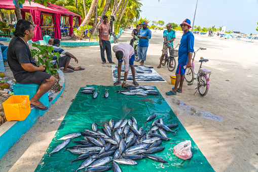 Bunch of freshly caught tuna fishes at the Mafushi port, some local men standing around and negotiation for the price of the catch.