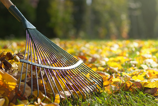 Detail of rake in autumn season. Raking in garden.