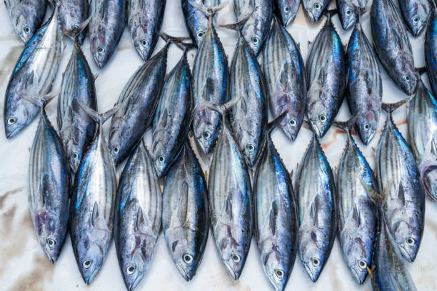 istock Fish market in Maldives 997008438