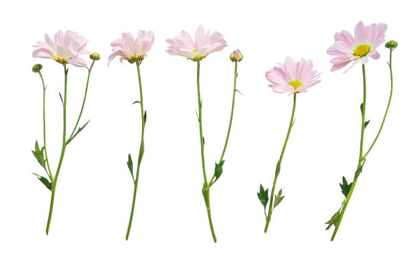 fleurs avec tiges isolés sur blanc - daisy flowers photos et images de collection