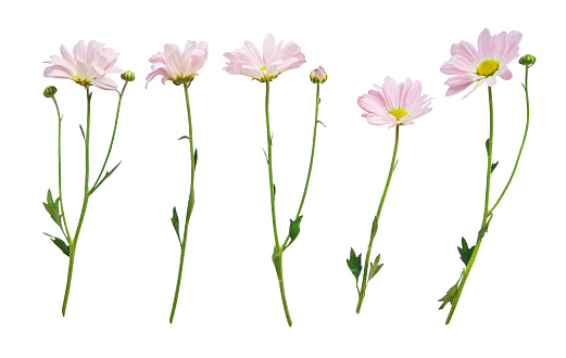 Flowers with stems isolated on white