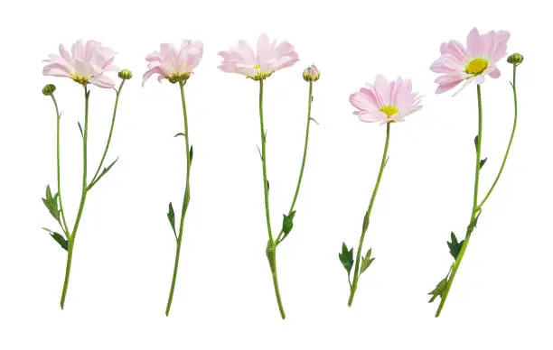 Set of flowers with stems isolated on white background. Collection of fresh floral design elements