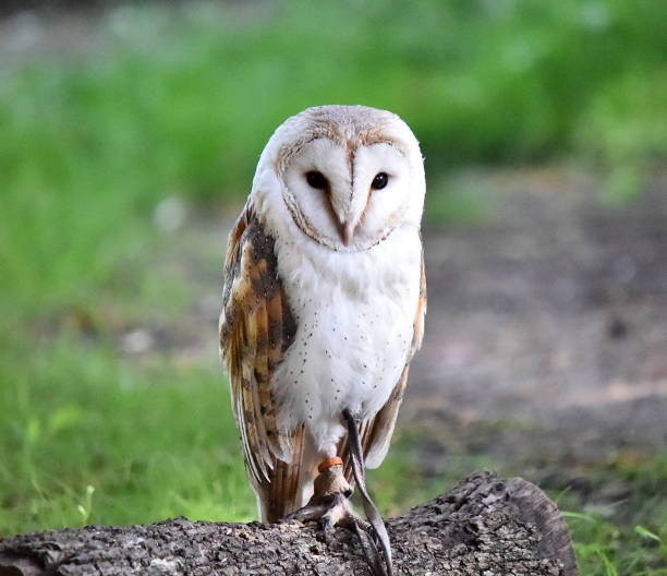 sowa - owl endangered species barn night zdjęcia i obrazy z banku zdjęć