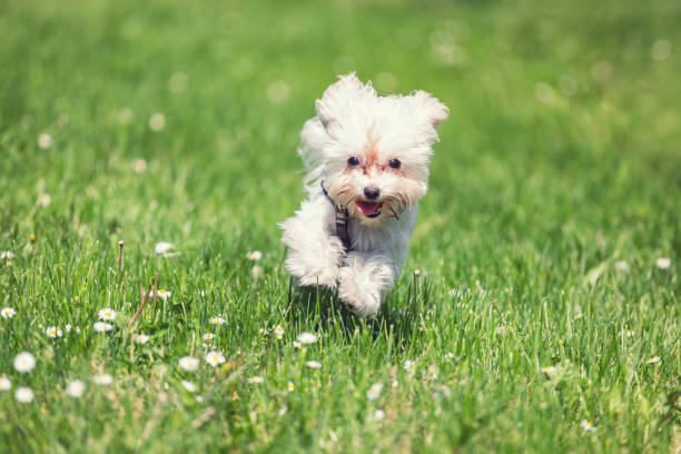 istock Maltese Dog Puppy 997012882