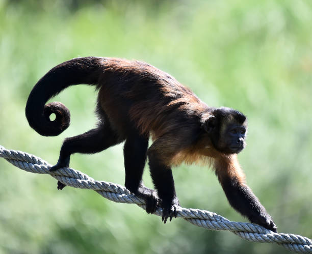 猿類 - brown capuchin monkey ストックフォトと画像