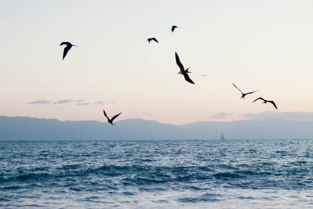 Sea birds flying over the ocean at dusk