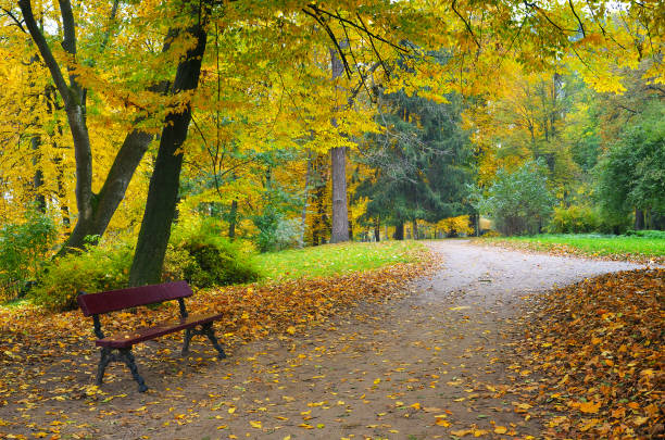 istock Autumn in the park 997020054