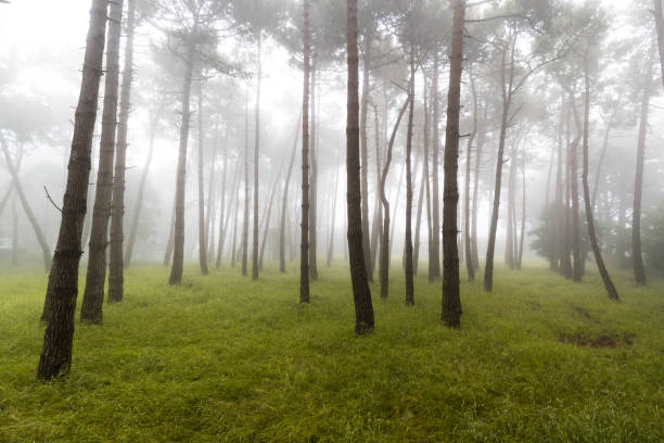 Foggy forest in Cap Frehel stock photo
