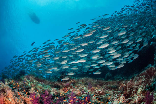 Underwater landscape with coral reef