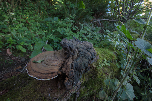 Huge Shelf fungus in forest