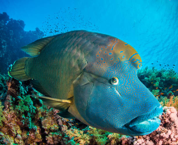 Napoleon fish - Humphead wrasse Napoleon fish swimming in the Red sea, close up portrait, Red Sea Egypt humphead wrasse stock pictures, royalty-free photos & images