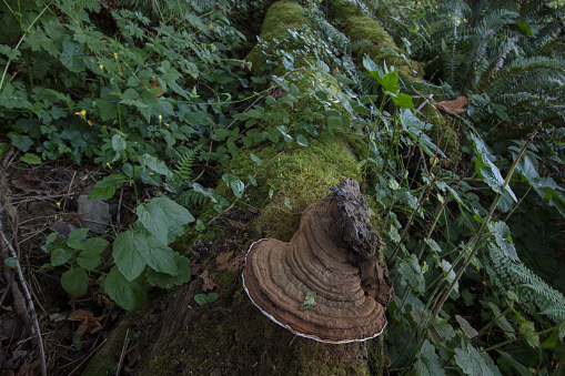 Huge Shelf fungus in forest