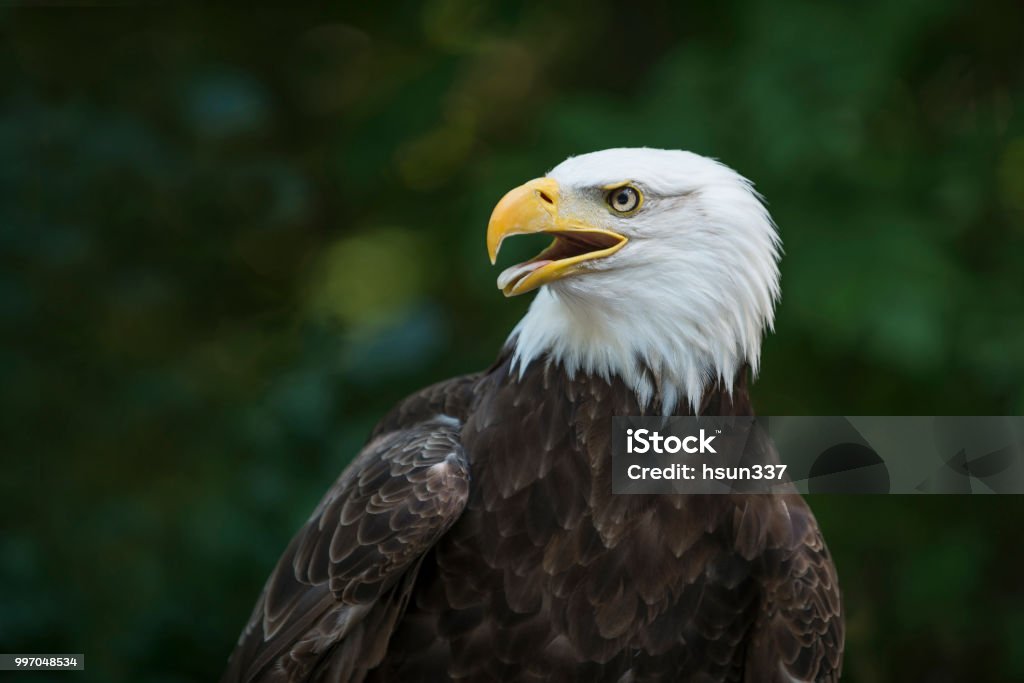 American Eagle American bald eagle has been the national symbol of the United States since 1782.  Its range includes most of North America, from Alaska and Canada to northern Mexico. Phoenix - Arizona Stock Photo