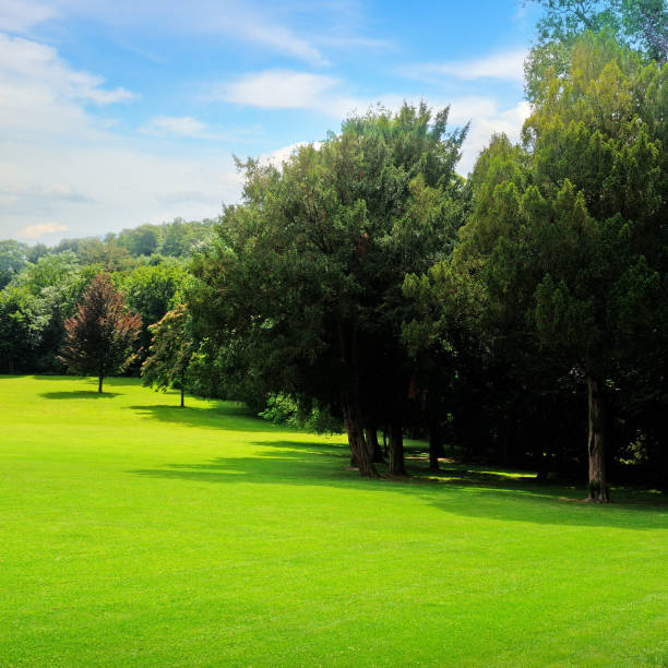 istock Summer park, green meadow and blue sky. 997049716