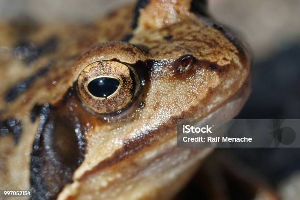 Nahaufnahme Der Gemeinsamen Froschaugen Stockfoto und mehr Bilder von  Frosch - iStock