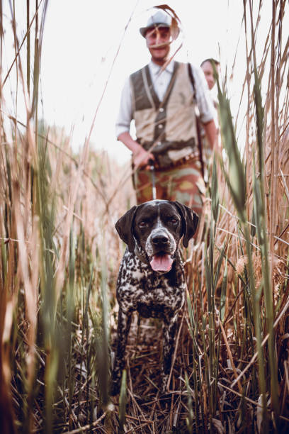 Faithful Pointer Dog Leading Hunter Through Swamp
