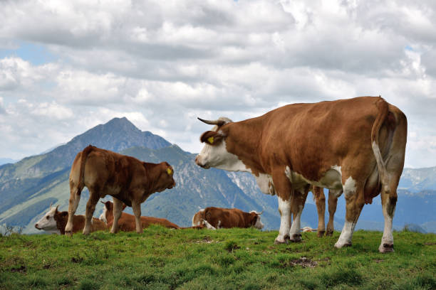 istock cows on a mountain pasture, alpine peaks visible in the background 997066212