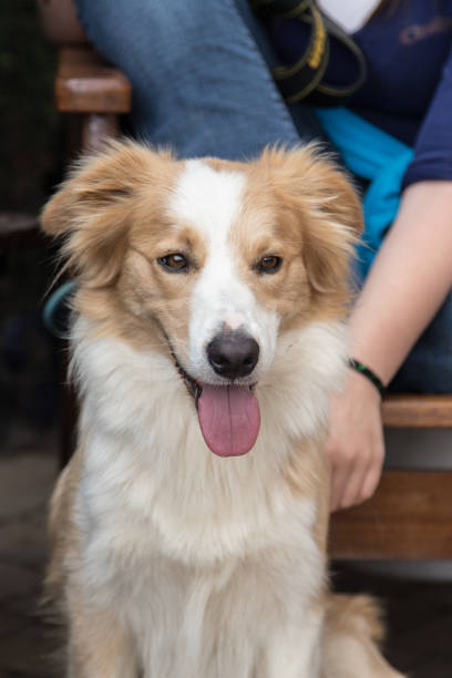 istock border collie dog outdoors in Belgium 997066222
