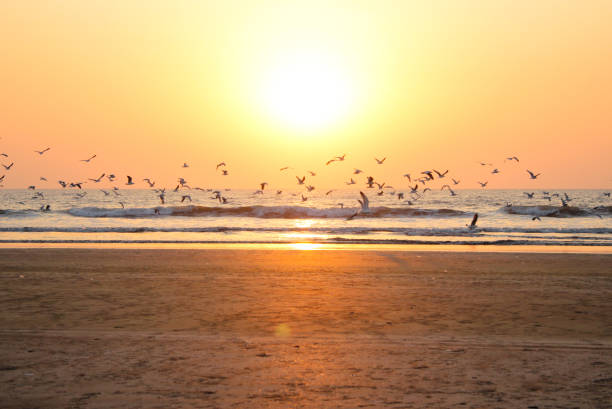 istock Sea Gull flock silhouette against the sunset at the beach 997070036