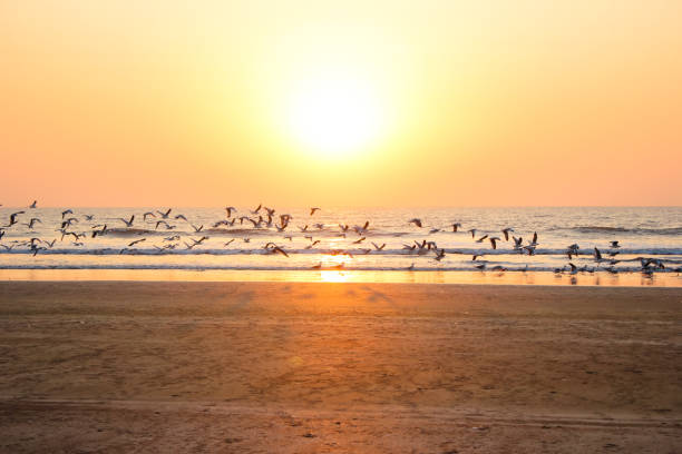 istock Sea Gull flock silhouette against the sunset at the beach 997070054