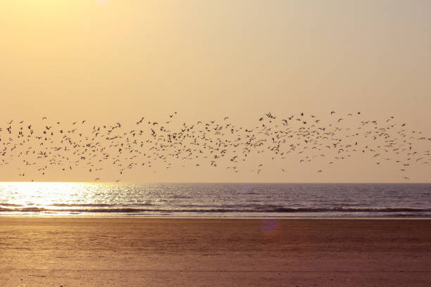 istock Sea Gull flock silhouette against the sunset at the beach 997070068