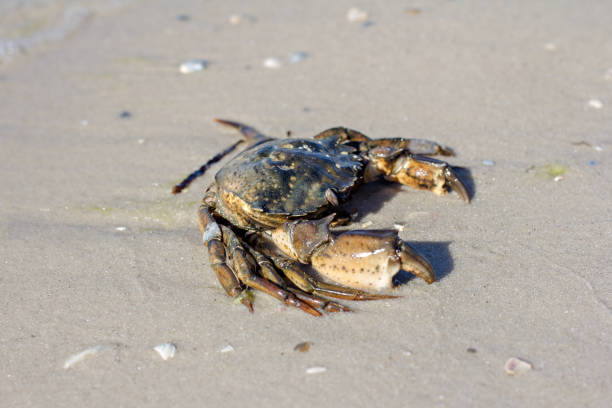 istock Sea crab on the shore. 997071258