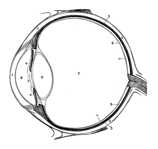 ilustrações, clipart, desenhos animados e ícones de anatomia dos olhos - choroid