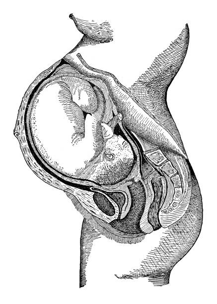 ilustrações, clipart, desenhos animados e ícones de a gravidez  - women history engraving engraved image