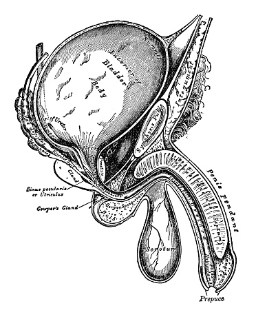 Male anatomy diagram - Scanned 1892 Engraving