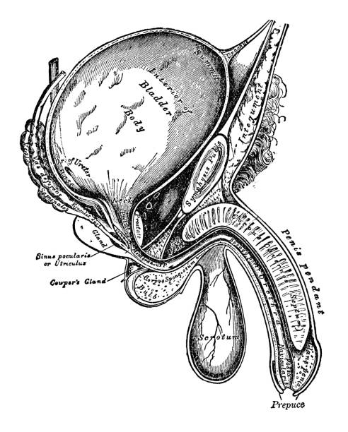 Male anatomy diagram Male anatomy diagram - Scanned 1892 Engraving male reproductive system cross section stock illustrations