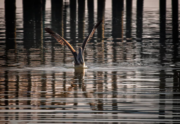 brown pelican landing in water - pelican landing imagens e fotografias de stock