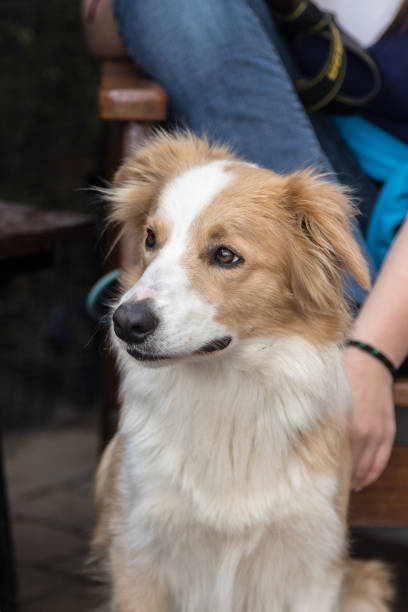 istock border collie dog outdoors in Belgium 997074652