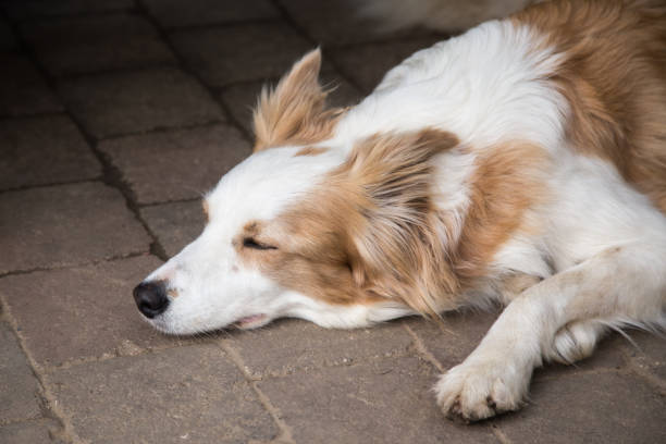 istock border collie dog outdoors in Belgium 997075098