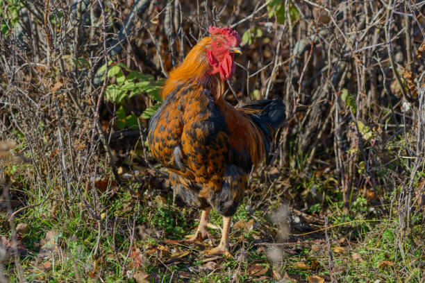 istock bright handsome proud brown cock on the lawn 997075852