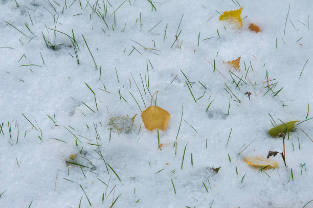 istock Texture, background, pattern. Yellow red autumn leaves on the first snow. The leaves lie on the snow, on the ground. 997076558