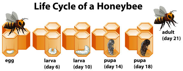 Life cycle of a honeybee Life cycle of a honeybee illustration day 6 stock illustrations