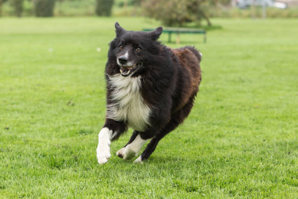 istock border collie dog outdoors in Belgium 997079322