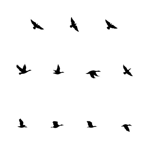 Flying Birds vector art illustration